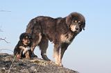 DOGUE DU TIBET 424